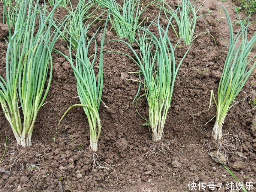  教你几招，种出来的香葱，葱白长长的