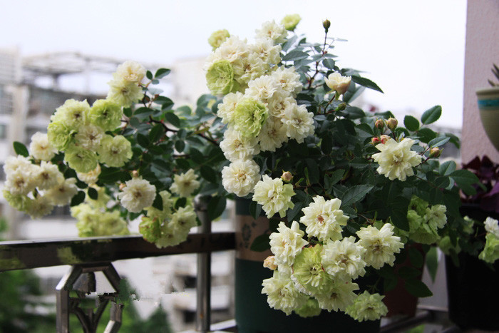 此盆栽有“开花机器”之称，全年开花，花多易爆盆，好看又好养！