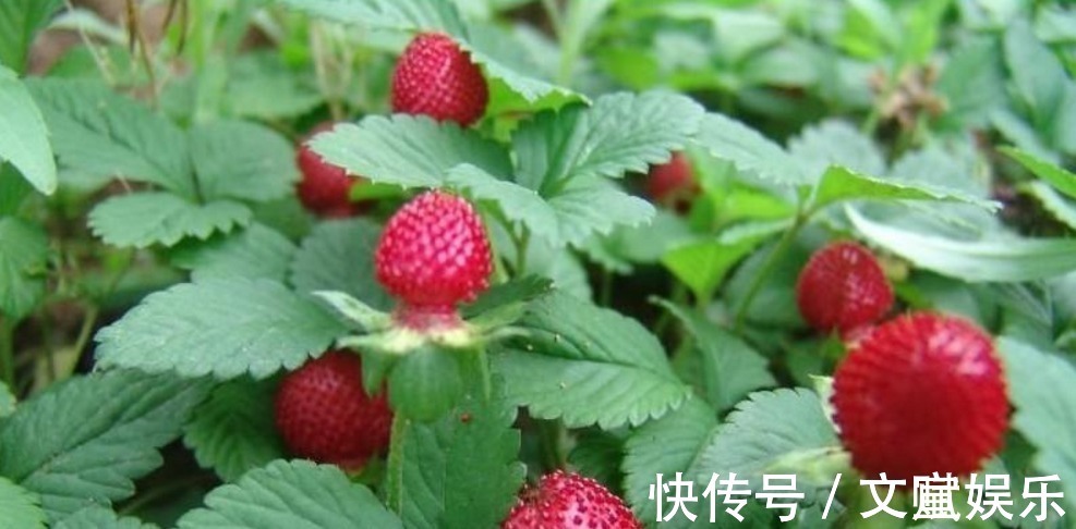 蛇莓|农村地头一种野果，有点像草莓，老中医却说此物可以用来治病