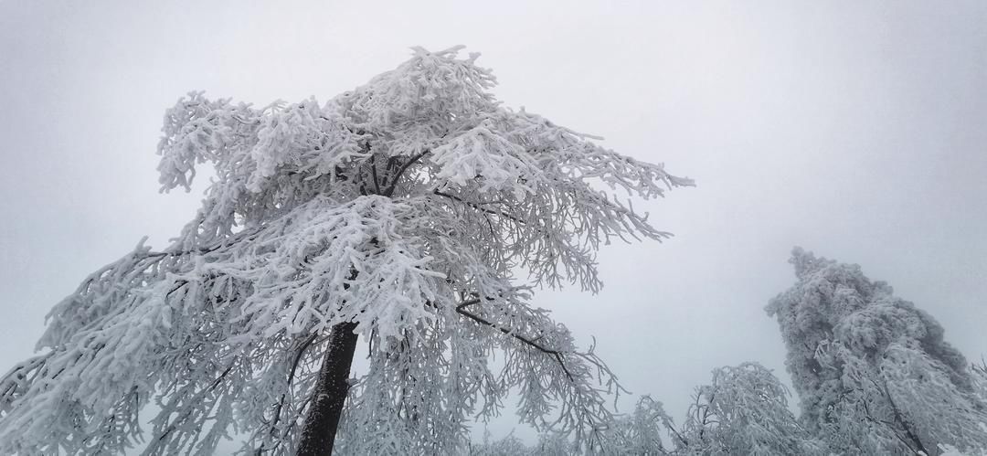 嵊州|嵊州这里有个林海雪原