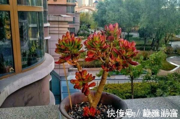 传家|多肉中的“老寿星”,越老越值钱,养成大树可镇宅可传家!