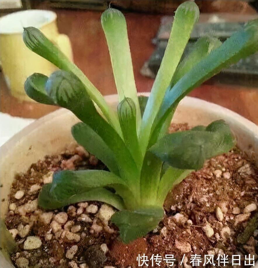 冬天养多肉,3个“不小心”,个个“徒成狗”?砍头才是硬道理