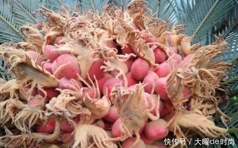 开花|此树二十年一开花,根补肾,花防癌,果降压,全身是宝可做中药材