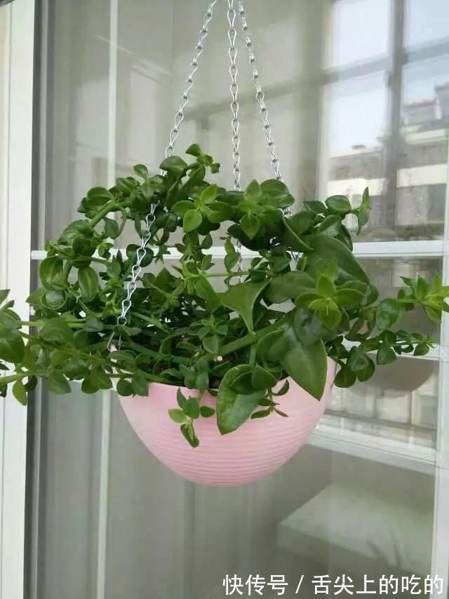 花花|常见的两种花，夏天适合凉拌，清清爽爽特下饭