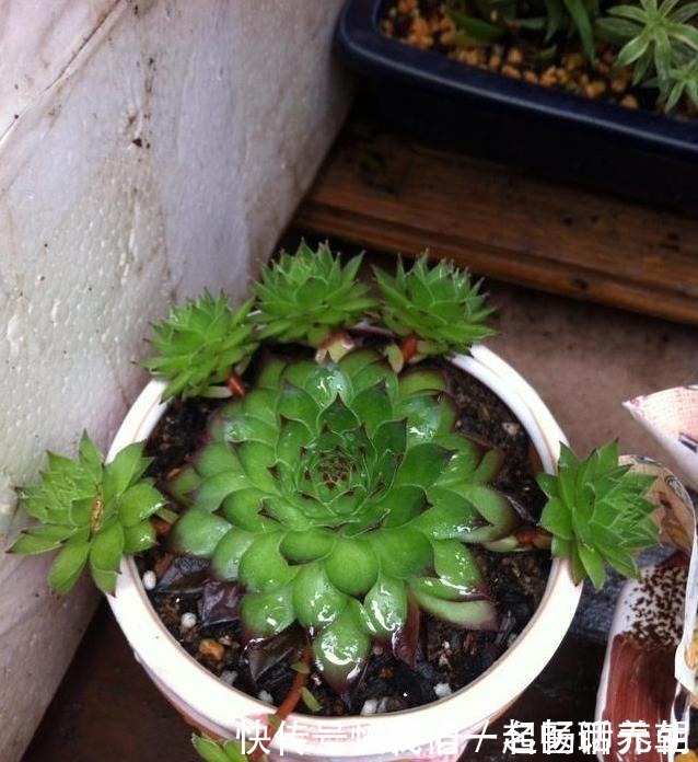 花友|这“三多肉”是普货之王,遇水易长又“耐寒”,冻一冻叶色更鲜艳!