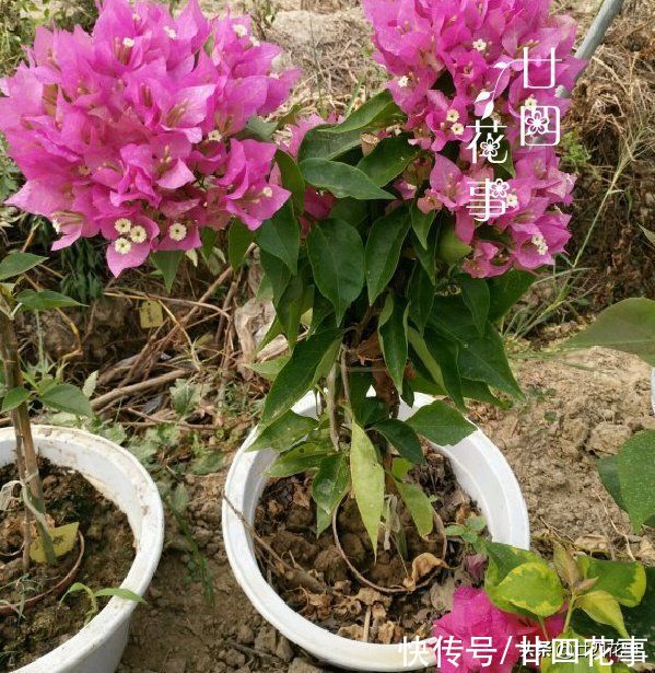  花贩子不小心说漏嘴的秘密：4种花再漂亮也别买，买了只会添堵