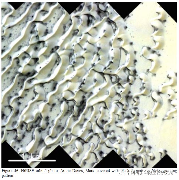 非生物 火星上存在真菌吗？