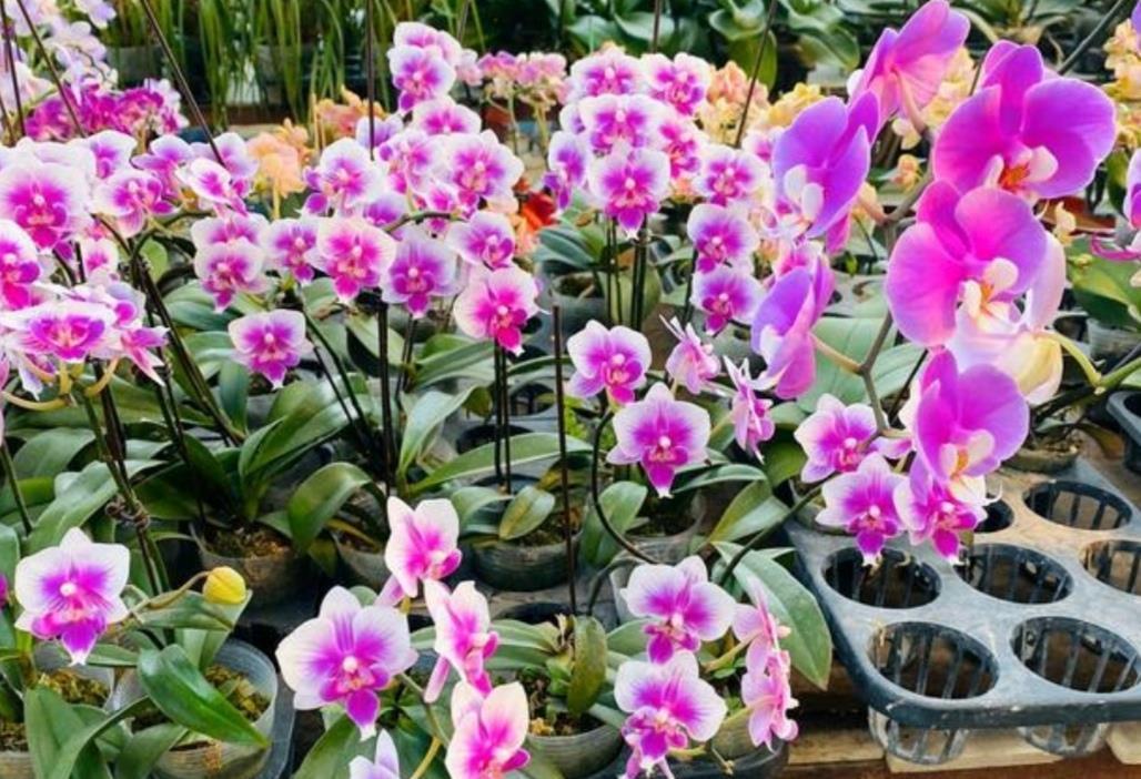 蝴蝶兰开完花别扔掉，简单处理做好养护，下年还能开花