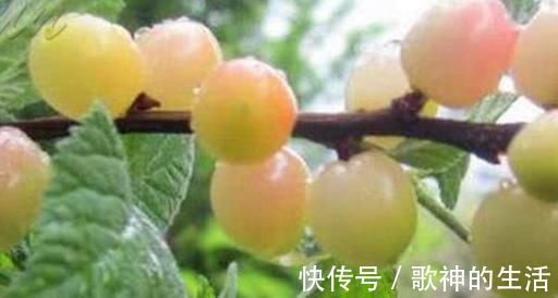 水果|为了孩子的健康发育,这种水果再贵也要舍得给孩子吃,家长别错过