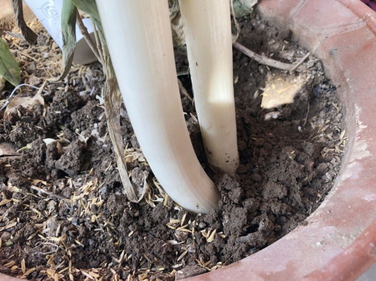 葱农教我3招，大葱放一冬也新鲜，不干不黄不空心，城里人快学学