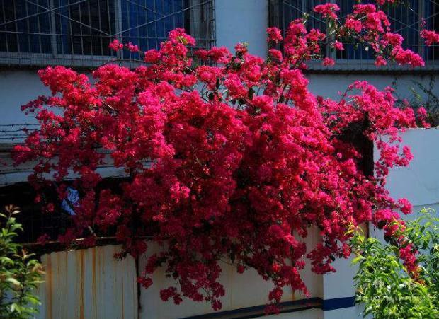 小窍门|三角梅花期不开花怎么办3个小窍门,助力全年花开爆满盆