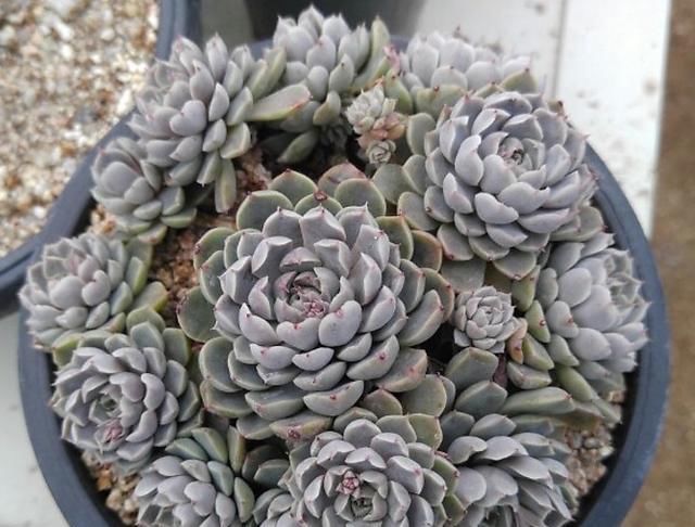 当年的贵货多肉，变成了烂大街的便宜货，暴风哭泣