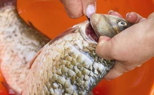 保存活鱼，别再直接放冰箱了，学会2个妙招，吃着跟新鲜的一样