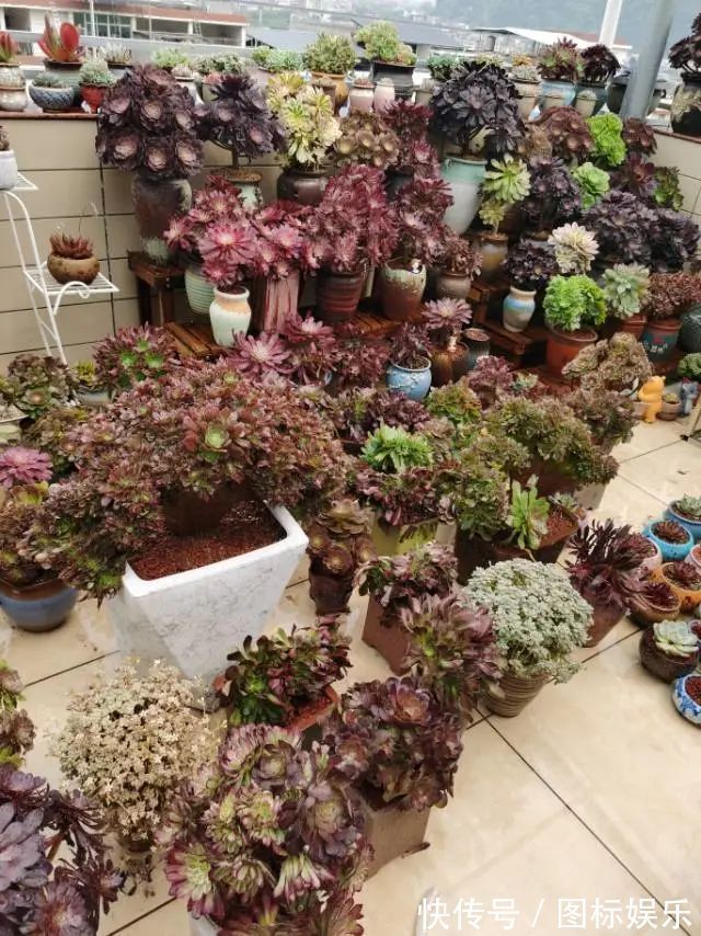 遇见,是一生!遇见多肉,是我的余生和全部!