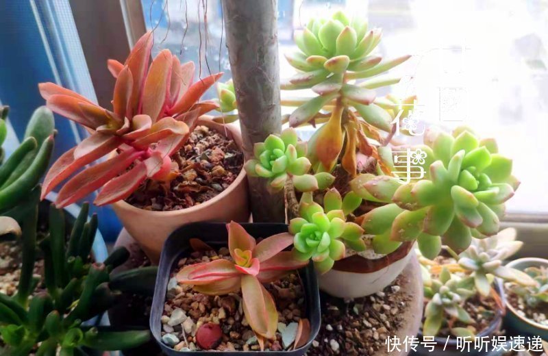 阳台很小，养不了太多花？巧用6个小方法，多养3倍还不止