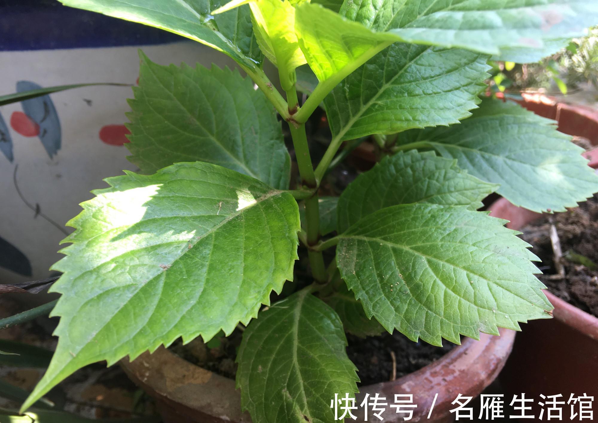 5种花“漂亮花”,十月大降价,便宜也别买,白白浪费钱