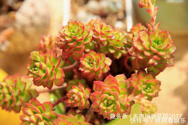 沙床|掉了的多肉叶片不要扔掉,自己在家繁殖多肉玩