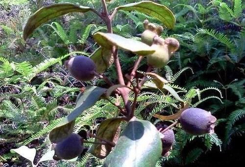 正宗|即将消失的三种农村水果,“正宗”农村人都吃过,第三种像音符