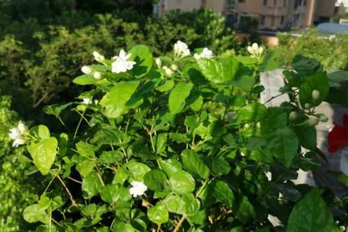  浇这几样水溶液，居家盆栽茉莉，无需担心开花少的问题