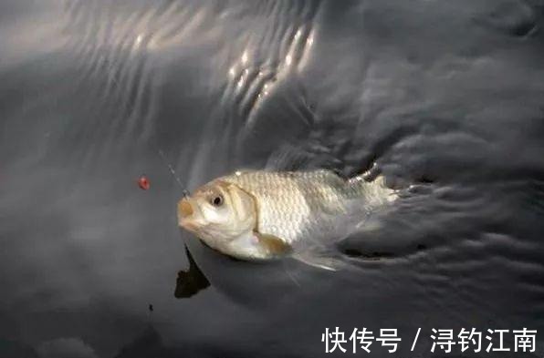 调钓|户外调钓,不是越灵越好!掌握这里面的一些诀窍,鱼儿好钓的不得了