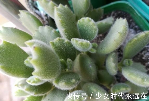 养多肉熊童子,不碰就掉叶子,你知道为什么,该怎么抢救吗?