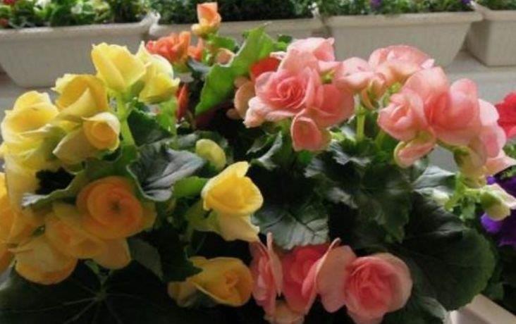 4种花养在家里，一整年都有好运气，比吊兰好养，你养了吗