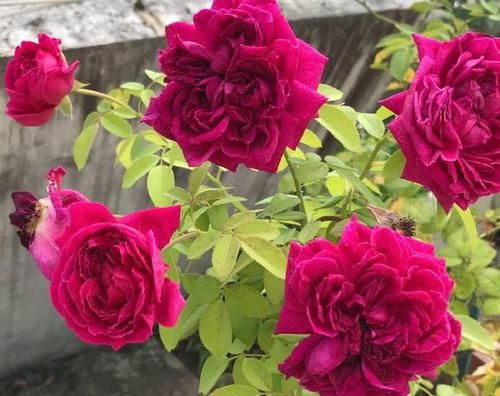 要素|夏天养花，“3点”要素不可忽略，不然“非死即伤”，值得了解下