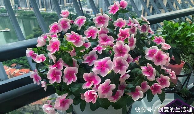 农村一种“泼辣花”，掐一心冒十枝花，一年长成老桩“小花树”！