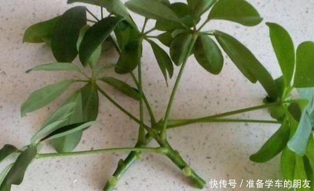 2种漂亮的绿植不用买,枝条扦插生根快,成活率高!