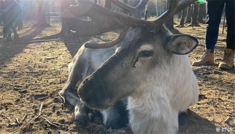 内蒙古行之呼伦贝尔大草原！
