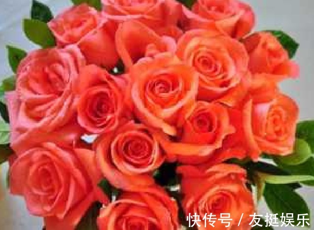 喜欢菊花,那就养“精品玫瑰”浪漫宝贝,高贵优雅,端庄秀丽!