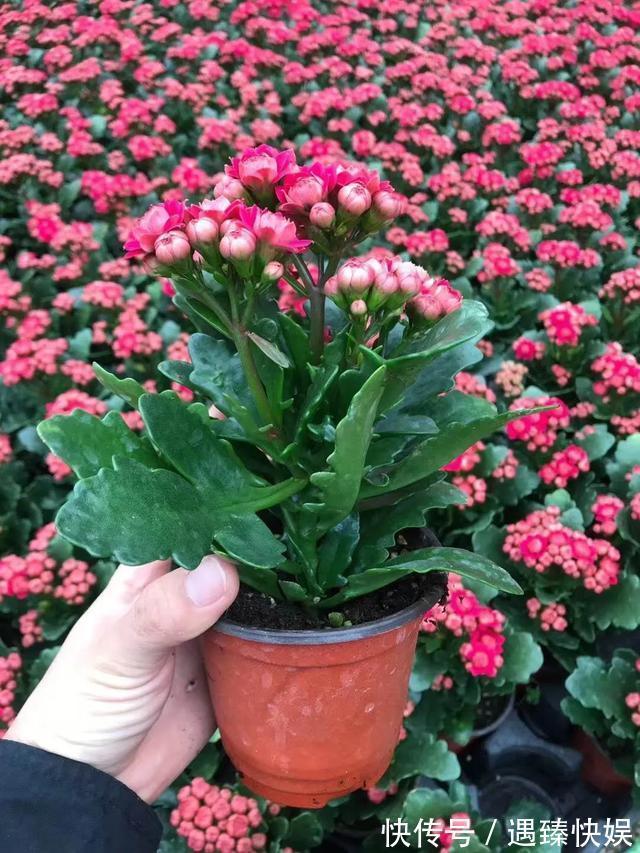 长寿花17个品种,个个都是爆花机器,谁见了都夸!