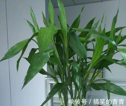 叶子|富贵竹叶子发黄，不用担心，1滴“小药水”让叶子返青