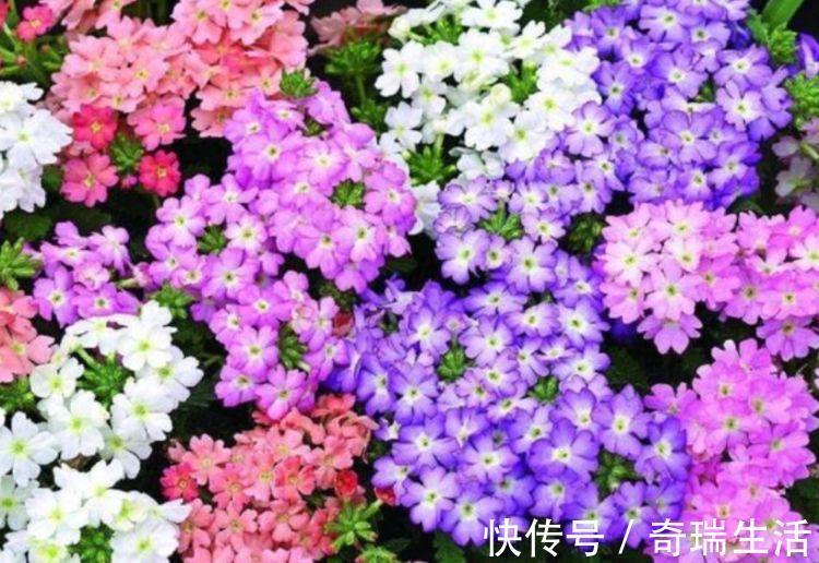 几款艳丽的花卉,漂亮又好闻,花型圆滚惹人爱,值得拥有