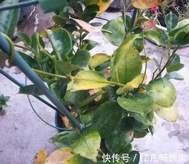 飘香藤总黄叶避开3个坑，植株长的旺，绿叶红花，开成瀑布