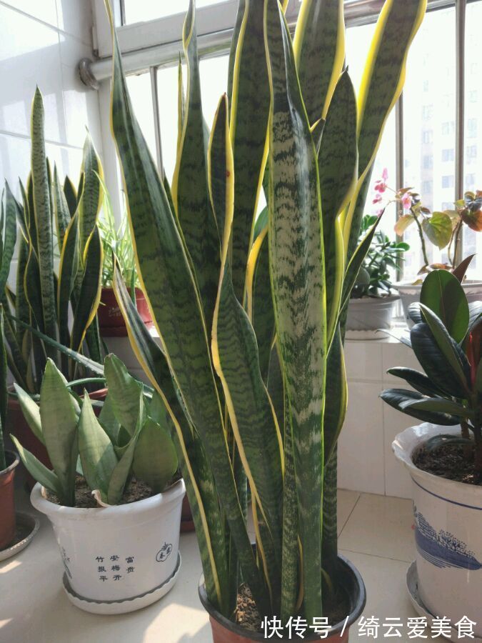 净化|卧室养花,就养几种“健康”花,空气清新促睡眠,一觉睡到大天亮