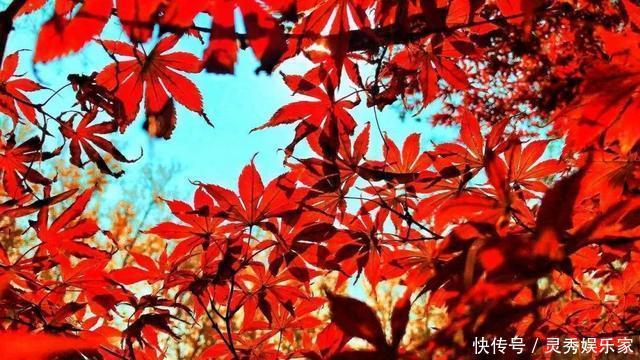 在红荷湿地，秋叶美成了故事，冬湖亮成了风景