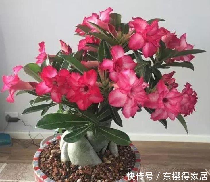 沙漠玫瑰|4种花是花中劳模,一年四季开花不断,一盆千百朵,枝头花苞满