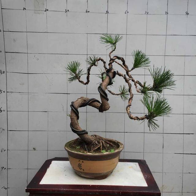 世界上最贵的3种盆栽,一盆可以换好几栋别墅!你见过就算土豪