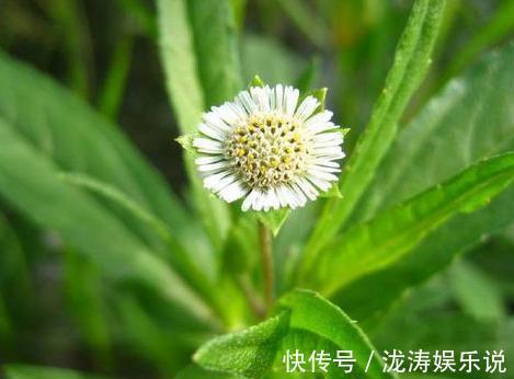 中药|“早生白发”最好用的方子,2味中药泡茶饮,补虚又乌发