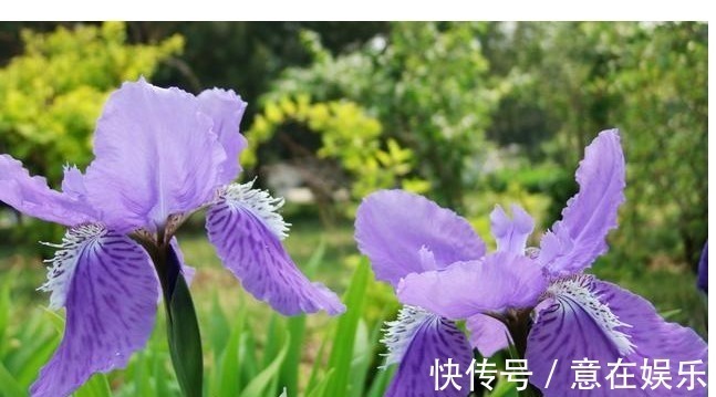 象征着鹏程万里，前途无量，素雅大方的鸢尾花