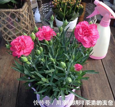 净化|此7种健康花，养家里空气清新病菌少，看看你家有吗