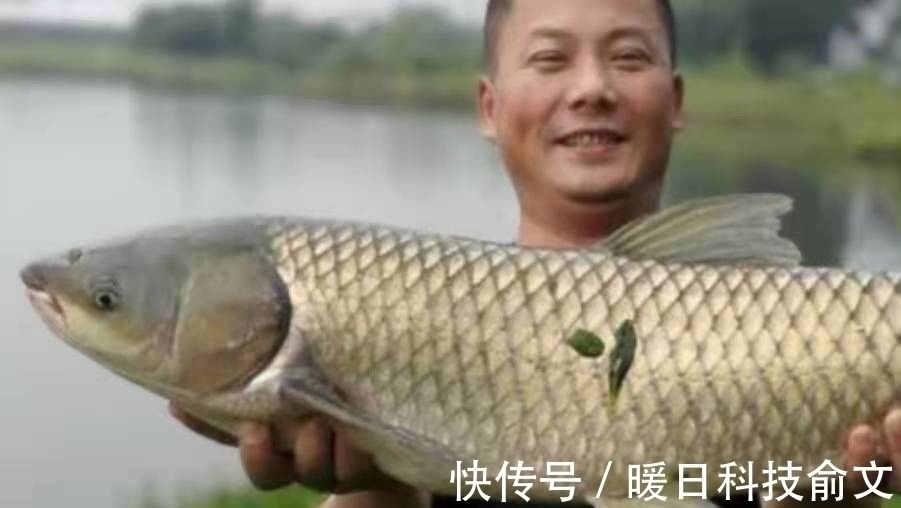 钓法|难怪草鱼上了一尾又一尾,殊不知这钓法才是连竿关键,不信就试试