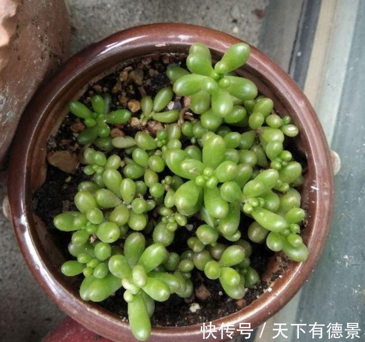 多肉狠心剃个头,呼呼长满小肉芽,20天就爆盆