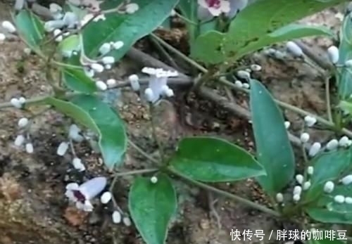 野草|农村的这种野草叫做“鸡屎藤”，原来它浑身都是宝，赶紧认识下