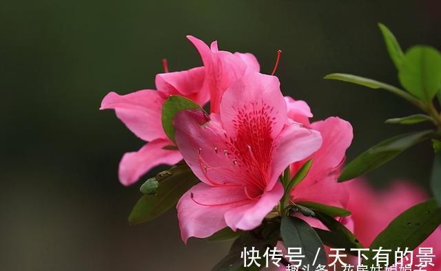 蝴蝶兰|3种花好看但是难养,新手养不好,老手不愿养,别轻易入坑