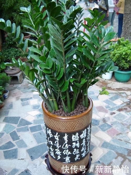 客厅里要养4种树，不为别的，重点是“寓意”好