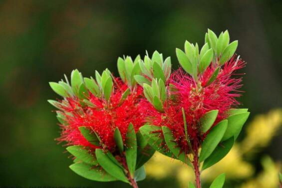 喜欢养花选“它”花语英姿飒爽，花开一串一串，颜色艳量多