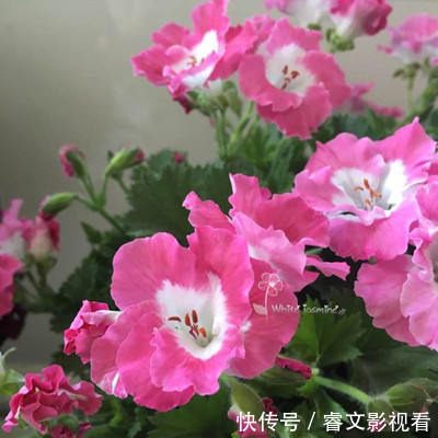 阳台种了30多种天竺葵,美不胜收,客人来了都舍不得走