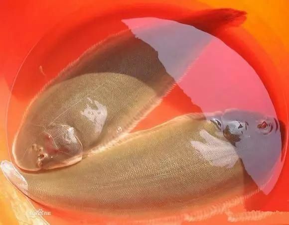 海鲜|渔民整理的海鲜大全,以后再也不怕不认识海鲜了